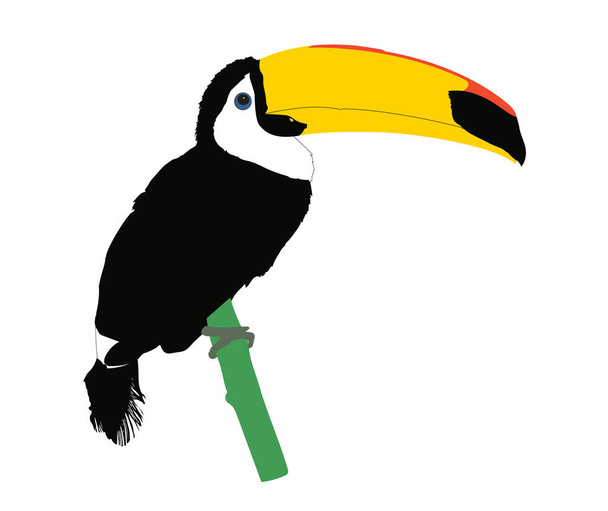 Ilustrace a vektor. Druh ptáka, toco toucan (ramphastos toco) ulpívá na větvi. - Vektor, obrázek