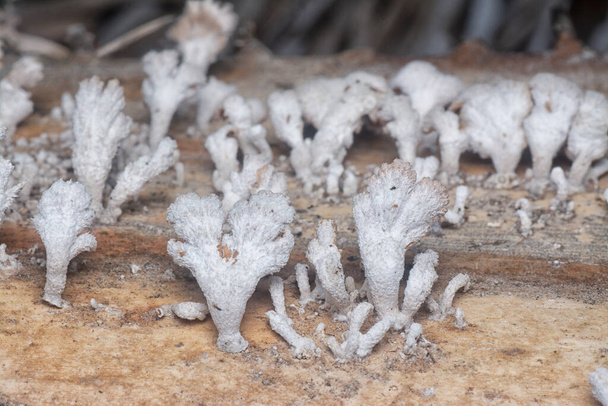 close shot of the white dead wood fungi - Photo, Image