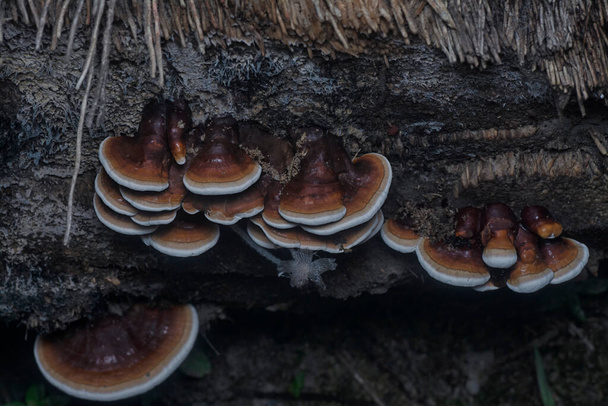 Ganoderma applanatum o fungo de decaimento de madeira. - Foto, Imagem