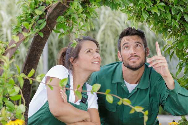 gardening couple inspecting plant covering arch - Foto, imagen