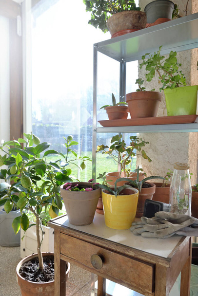 Topfpflanze auf kleinem Tisch und Gartengeräte im Gewächshaus  - Foto, Bild