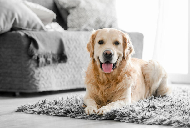Golden retriever dog at home - Fotoğraf, Görsel