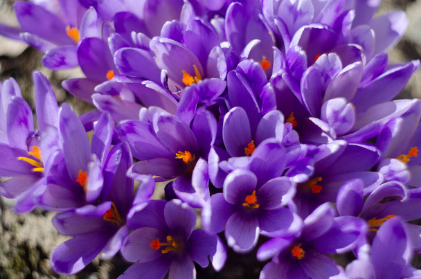 Purple Crocus Flowers in Spring. High quality photo - Foto, Imagen