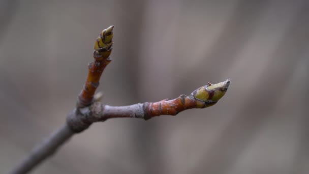 Poutre blanche bourgeonnant au printemps (Sorbus aria) - Séquence, vidéo