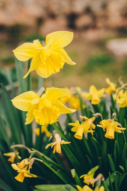 Beautiful flowers of yellow daffodil (narcissus) in a garden. Close-up, selective focus. - Foto, Imagen