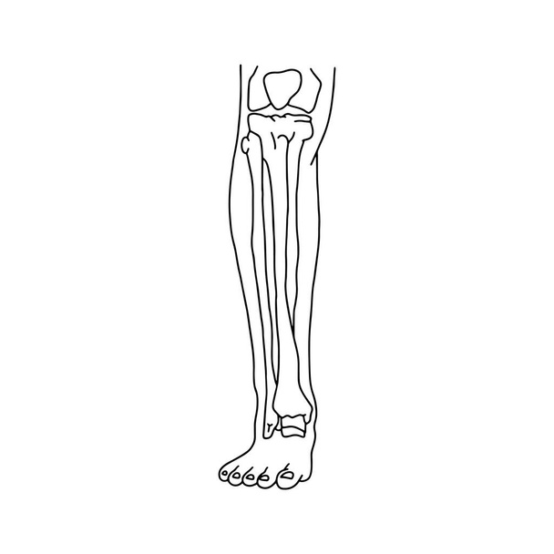 İskeletli buzağı, önden. İnsan bacağı kemikleri beyaz arka planda çizgiler çizdi. Vektör Stoğu illüstrasyonu. - Vektör, Görsel