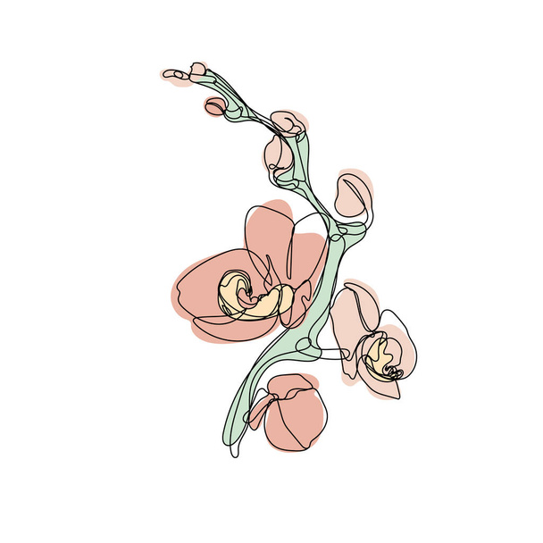 Jedna jednořádková kresba orchidejí a pastelově neutrálních tvarů - Vektor, obrázek