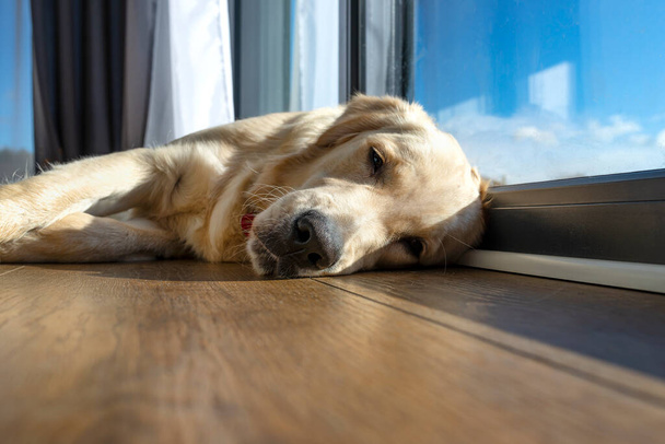 Un joven macho golden retriever descansa sobre paneles de vinilo en los rayos del sol bajo la gran ventana de la terraza en la sala de estar. - Foto, imagen