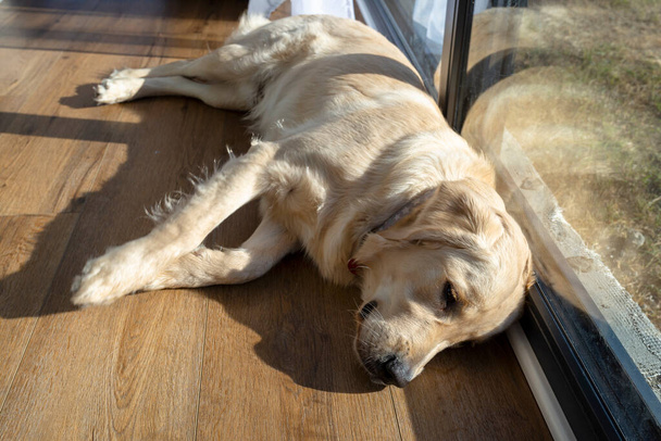Un joven macho golden retriever descansa sobre paneles de vinilo en los rayos del sol bajo la gran ventana de la terraza en la sala de estar. - Foto, imagen