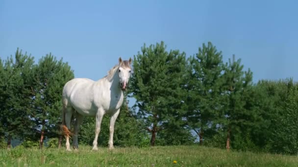 Cavallo bianco su un prato verde estivo su uno sfondo di alberi e cielo blu. - Filmati, video