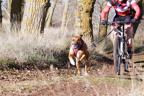 Собака и ее мушкетер, участвующие в популярном canicross с велосипедом (bikejoring) - Фото, изображение