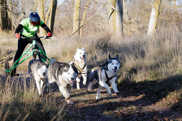 Собаки и их мушкетер принимают участие в популярном кэнкроссе с трехколесным велосипедом - Фото, изображение