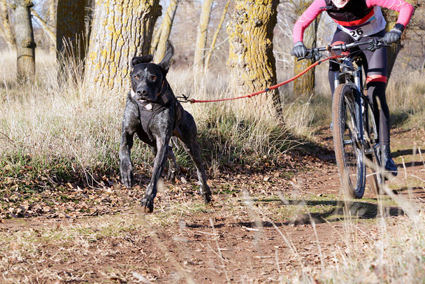 犬とその母親が自転車で人気のあるカニカスに参加します(自転車競技)) - 写真・画像
