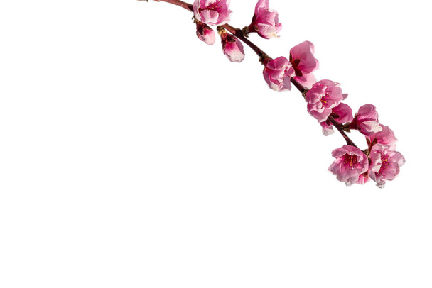 Roze perzik bloesem, bloemrijke tak geïsoleerd op wit, clipping pad, kopieerruimte, grafische bron voor banners en wenskaarten - Foto, afbeelding