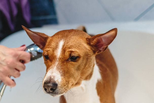 Собака Basenji миття і догляд у ванній вдома
 - Фото, зображення