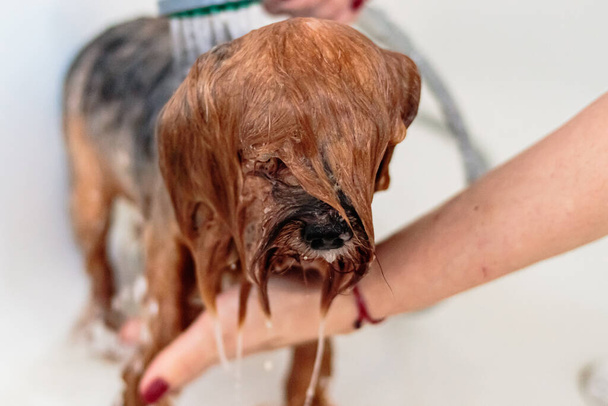 Yorkshire terrier lavado de perros y aseo en el baño en casa - Foto, imagen