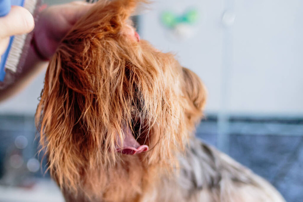 Yorkshire terrier pies mycie i pielęgnacja w łazience w domu - Zdjęcie, obraz