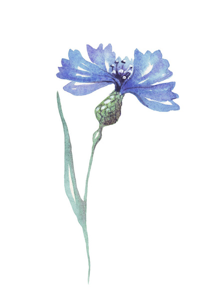 Blue cornflower. Watercolor illustration. Hand-painted - 写真・画像