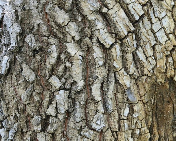 corteza de árbol foto textura para la naturaleza de fondo. - Foto, Imagen