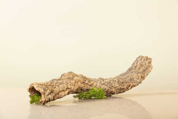 Trendy composition of dried branch on beige background. Product, cosmetic, perfume, jewellery mock up - Zdjęcie, obraz