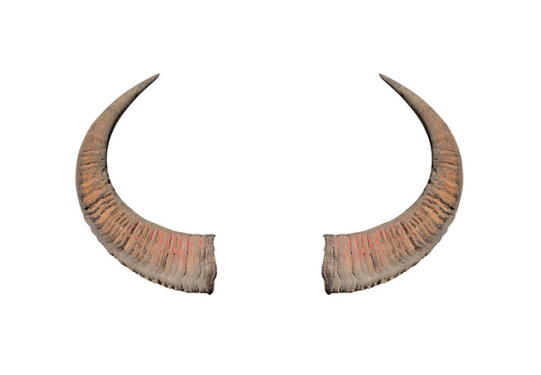 Buffalo horns on white background texture - Photo, Image