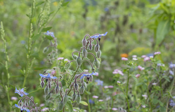zbliżenie rośliny odwiertu z włochatymi liśćmi i niebieskimi kwiatami na letniej łące - Zdjęcie, obraz