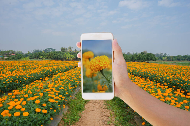 chytrý zemědělec používající smartphone kontroly marigold rostlin pozemky v zahradě.concept technologie pro zemědělství, průmysl nebo cestování atd          - Fotografie, Obrázek
