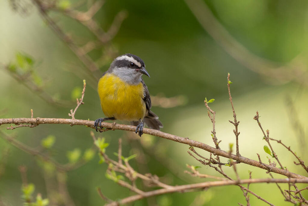 A Bananaquit also known as Cambacica perched on a guava tree. Species Coereba flaveola. Stunning yellow plumage. Bird lover. Birdwatching. Birding. - Photo, Image