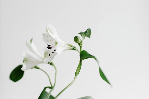 Beautiful alstroemeria flower. Stylish floral wallpaper, peruvian lily white petals and green stem. Spring modern bouquet close up, moody image - Foto, Imagem