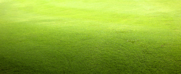 草の背景ゴルフコース緑の芝生のパターンテクスチャの背景. - 写真・画像