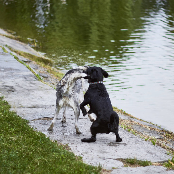 Poblíž břehu si hrají dva psi. - Fotografie, Obrázek