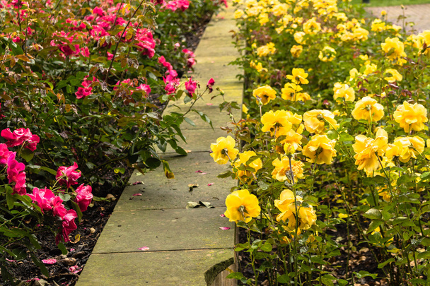 Dešťové kapky na žluté a rudé růže - Fotografie, Obrázek