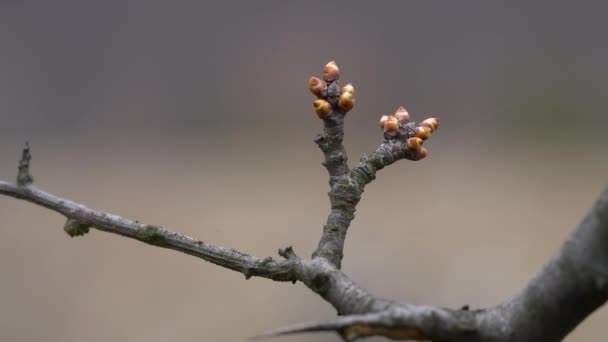 Blackthorn budding in spring (Prunus spinosa) - 映像、動画
