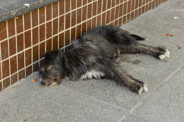 Um cão rafeiro dorme numa rua da cidade. Animal de estimação abandonado é um tipo de cão.  - Foto, Imagem