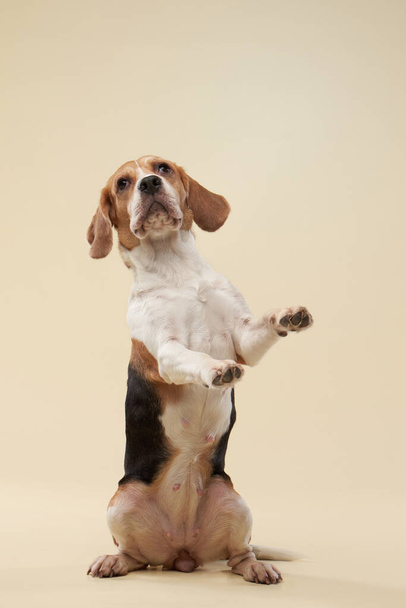 beagle dog on a bright background. Happy pet in the studio - Fotoğraf, Görsel