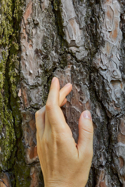 Girl's hand. Tree bark background.  - Fotografie, Obrázek