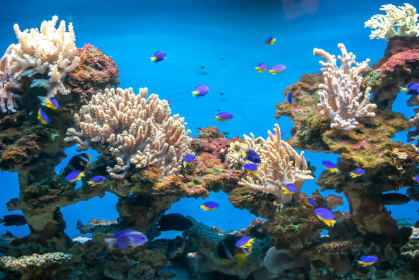 korálový útes s barevnými rybami na modrém pozadí - Fotografie, Obrázek
