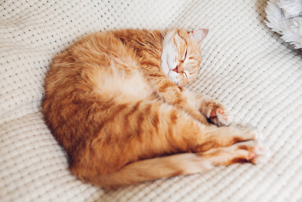 Τζίντζερ γάτα χαλαρώνει στον καναπέ με λευκή κουβέρτα. Το κατοικίδιο κοιμάται στο σπίτι. Χαριτωμένο ζώο αίσθημα ζεστό και άνετο ύπνο - Φωτογραφία, εικόνα