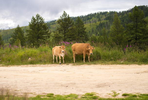 カザフスタンでの牧草地で 2 つの茶色の牛が牧草地します。 - 写真・画像