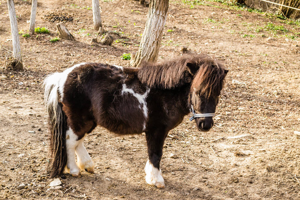 Eye sight of pony horses, on a private stable. - Fotoğraf, Görsel
