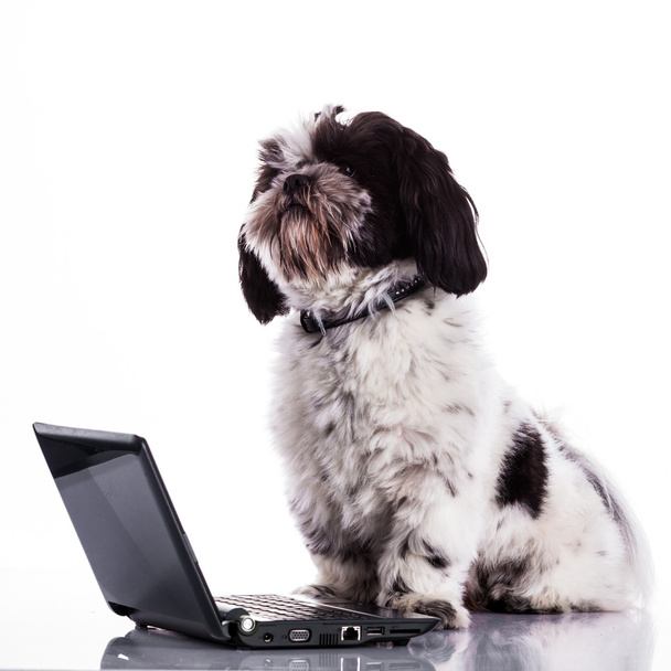 Shih tzu dog  with laptop. - Фото, изображение