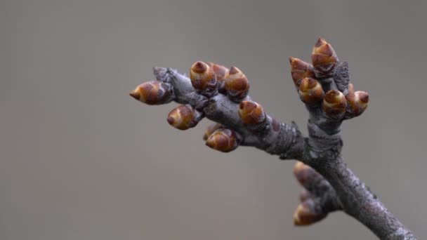 Blackthorn budding in spring (Prunus spinosa) - Кадры, видео