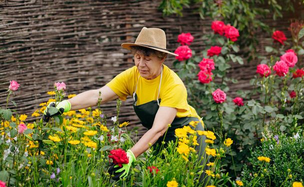 Senior woman gardener in a hat working in her yard and trimming flowers with secateurs. The concept of gardening, growing and caring for flowers and plants. - Photo, Image