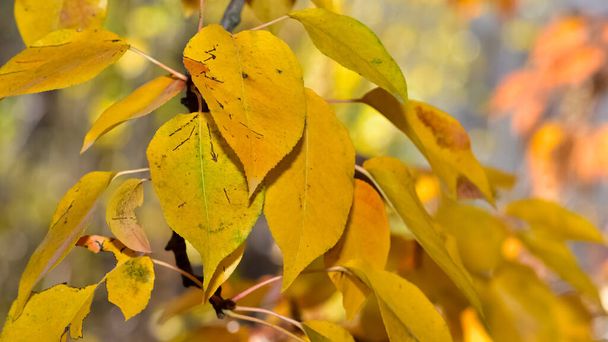 sárgás levelek az őszi évszakban - Fotó, kép