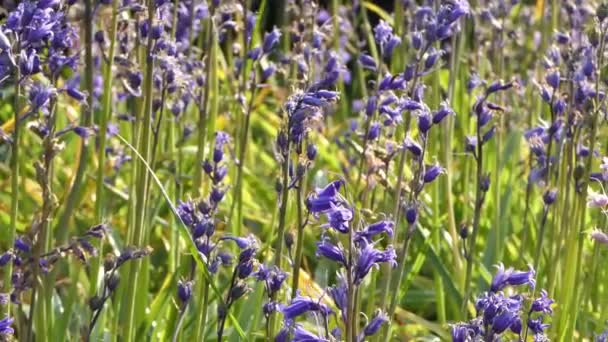 Beautiful of Bunch Bluebells Hyacinthoides blowing in a breeze - Felvétel, videó