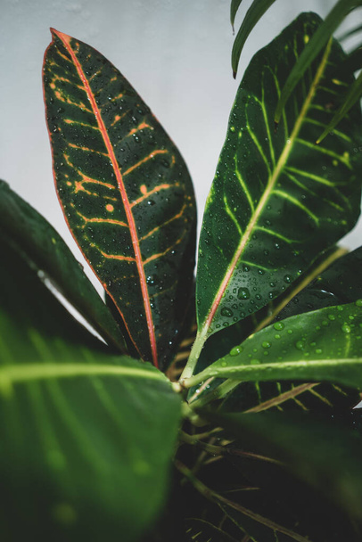 House plant in dark green stands in an apartment - Фото, зображення