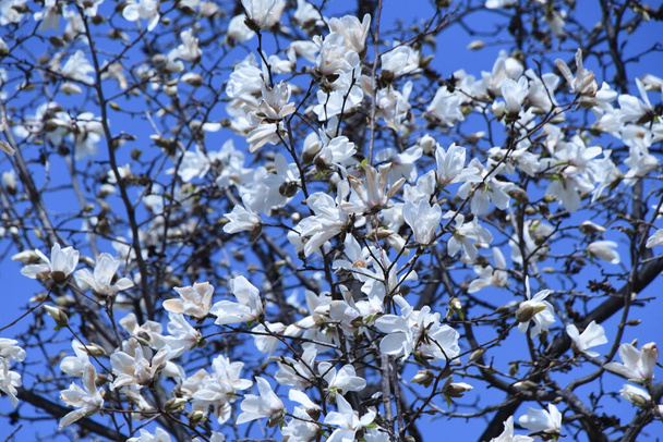 Kobushi magnolia bloeit. Magnoliaceae loofbomen. Van maart tot april bloeien er prachtige witte bloemen voor de bladeren. Gebruikt voor vruchtenlikeur en ruwe drugs - Foto, afbeelding