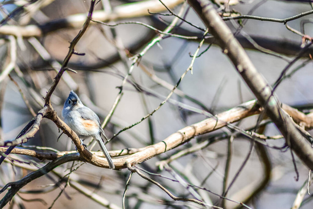 Marsh Tit chickadee resting on a tree branch - Photo, Image