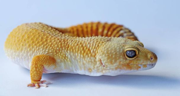 A leopard gecko (Eublepharis macularius) is posing in a distinctive style. - Photo, Image