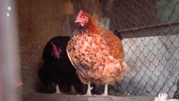 A beautiful laying hen of a light brown color is resting in the foreground in an aviary. domestic chickens - Footage, Video